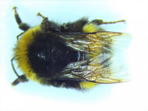 Bombus terrestris